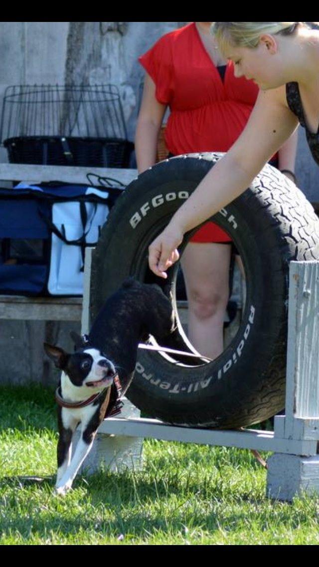 Boston terrier Pusle billede 15