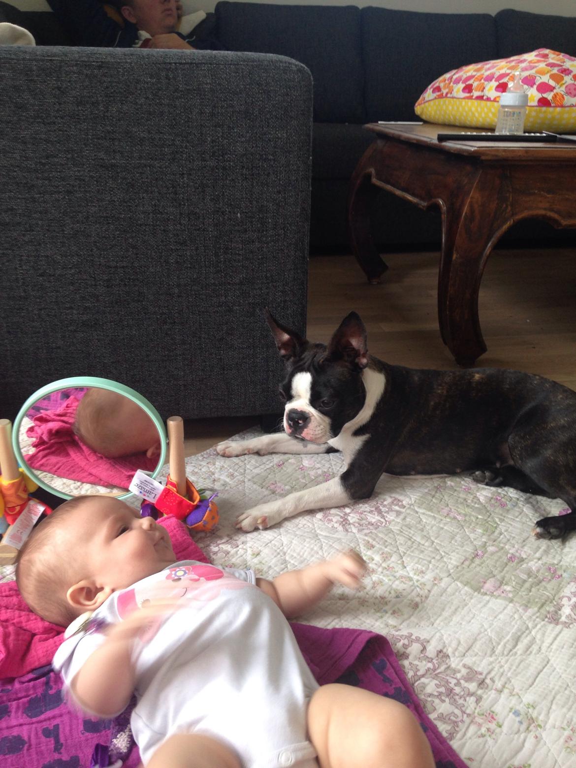 Boston terrier Pusle billede 16