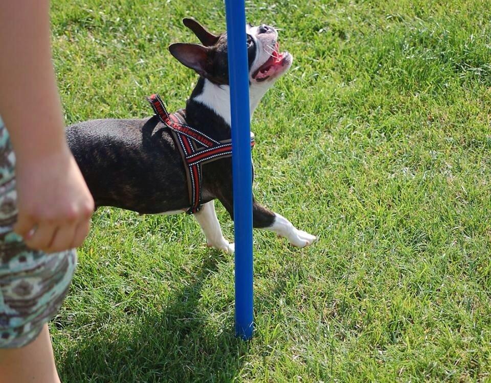 Boston terrier Pusle billede 17