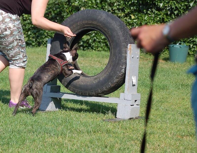 Boston terrier Pusle billede 18