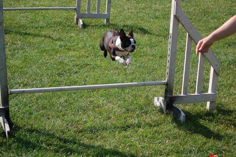 Boston terrier Pusle billede 19