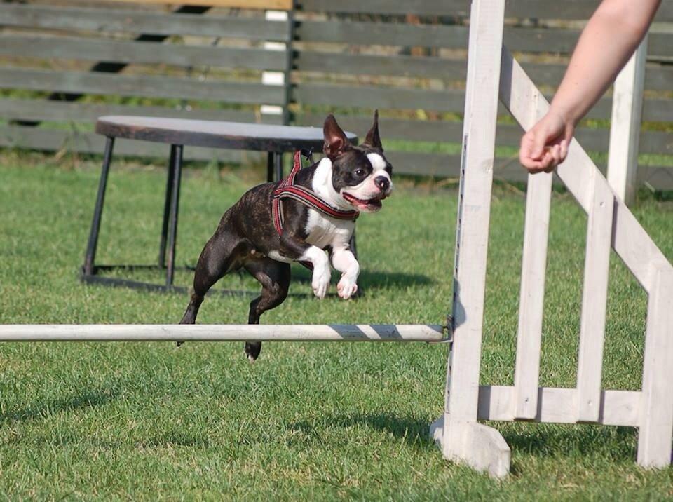 Boston terrier Pusle billede 20