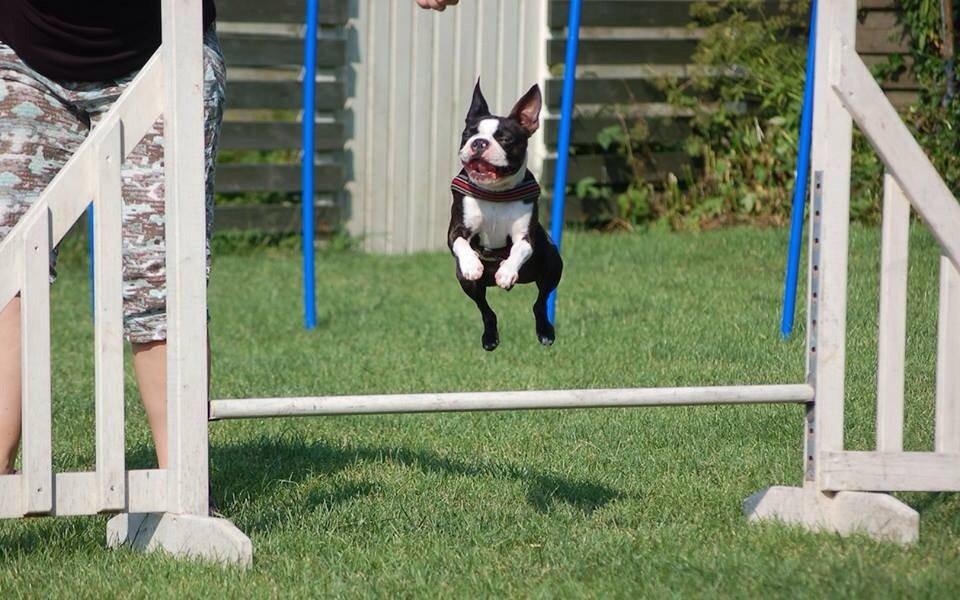 Boston terrier Pusle billede 21