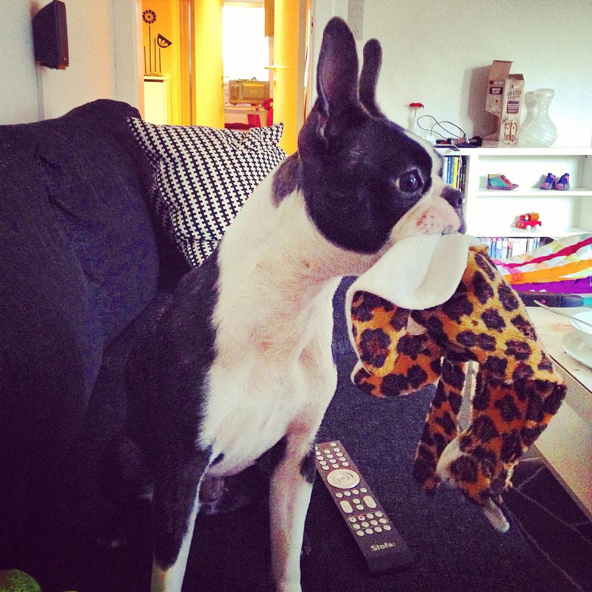 Boston terrier Pusle billede 23