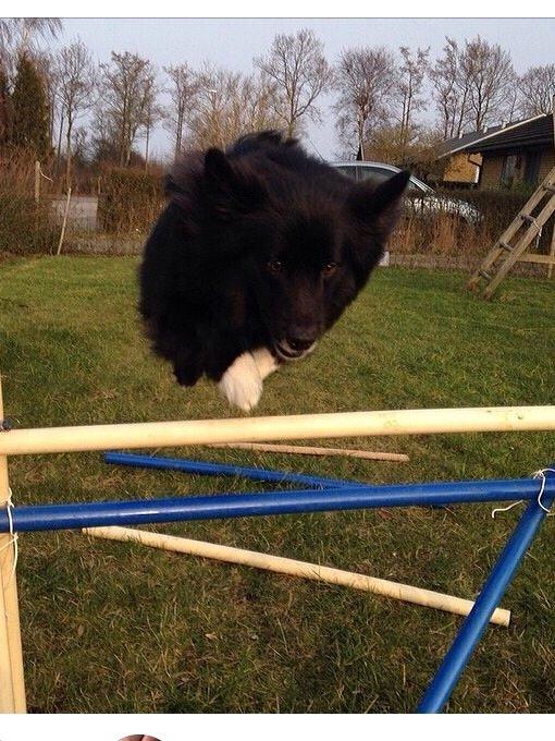 Islandsk fårehund Victor  billede 2