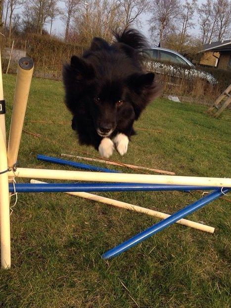 Islandsk fårehund Victor  billede 1