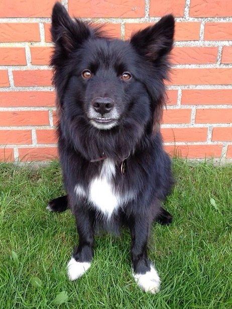 Islandsk fårehund Victor  billede 3