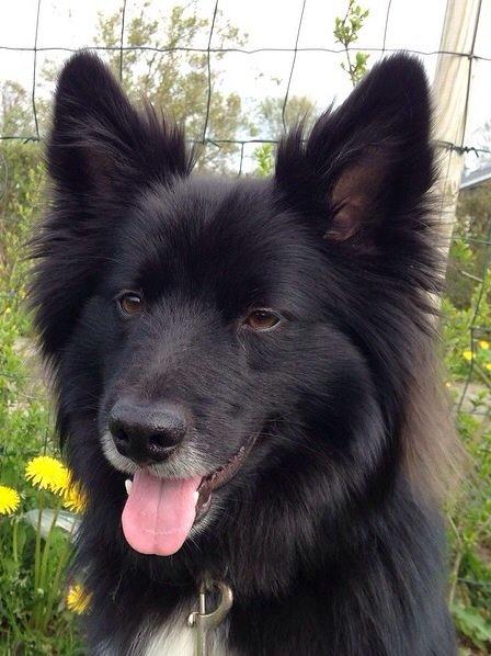 Islandsk fårehund Victor  billede 4