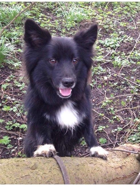 Islandsk fårehund Victor  billede 5