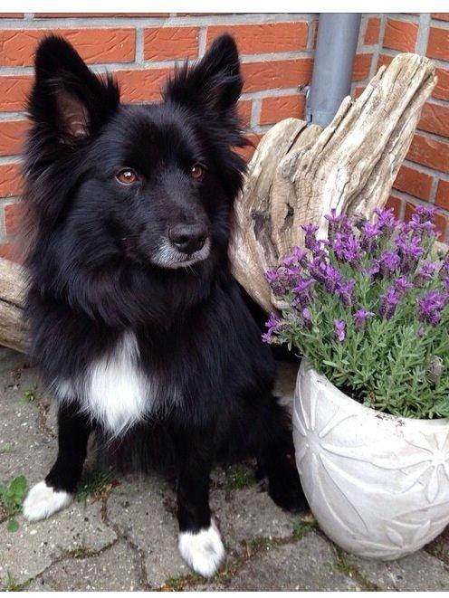 Islandsk fårehund Victor  billede 6