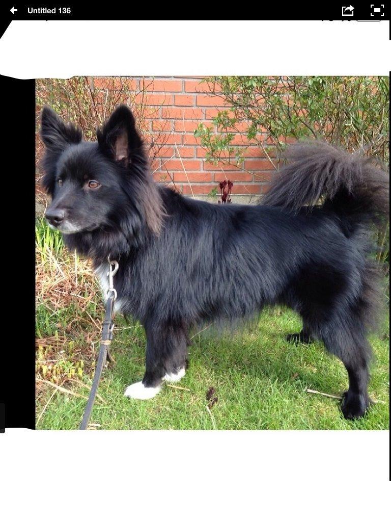 Islandsk fårehund Victor  billede 7