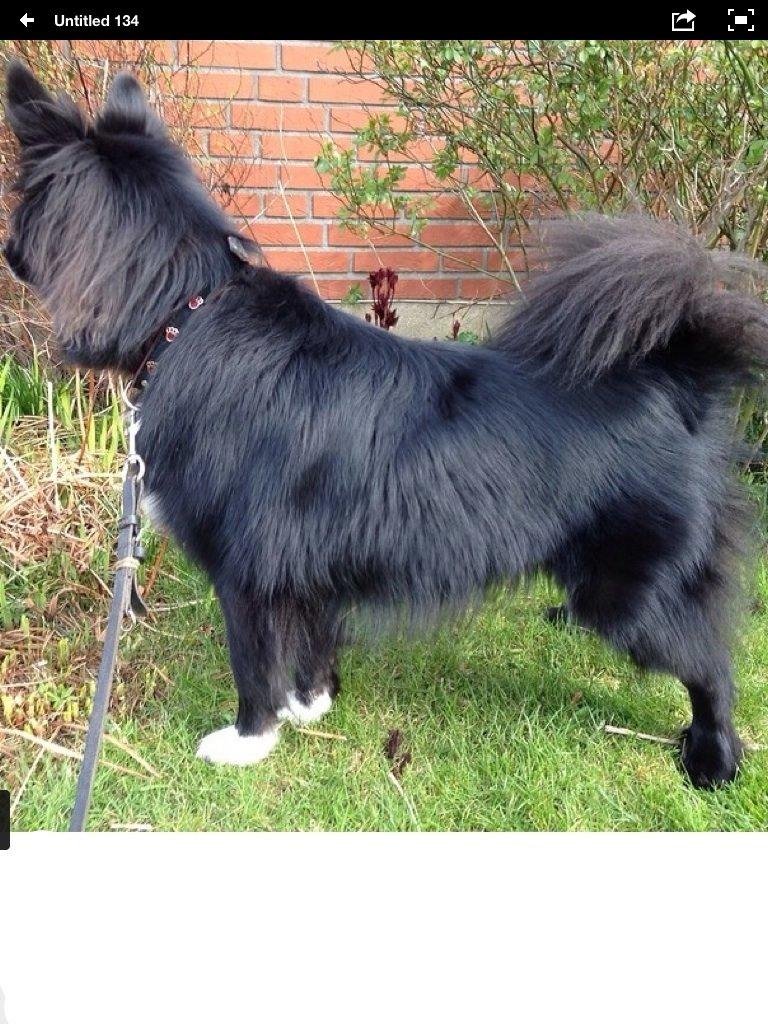 Islandsk fårehund Victor  billede 8