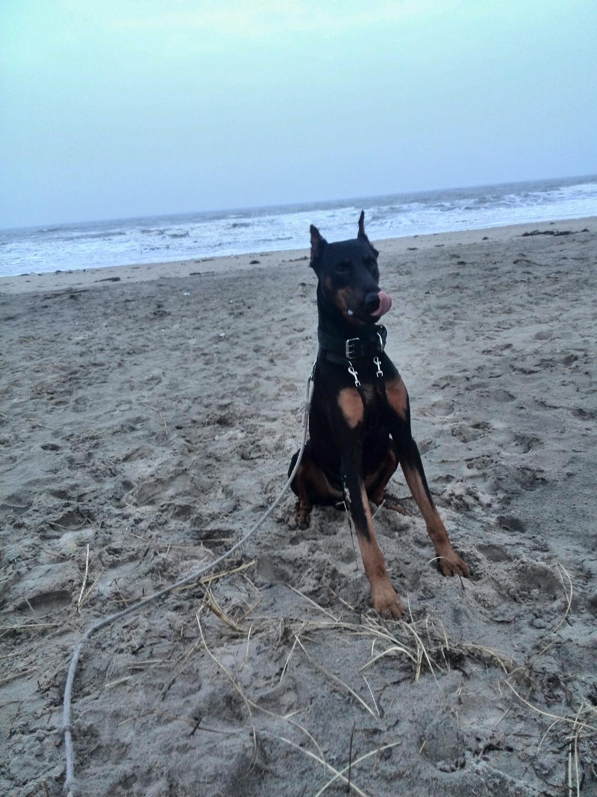 Dobermann Dalí billede 19