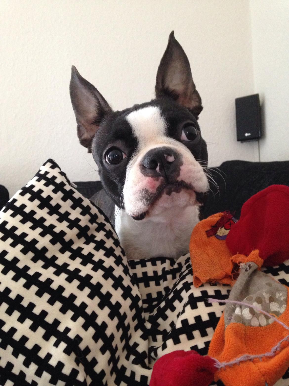 Boston terrier Pusle billede 24