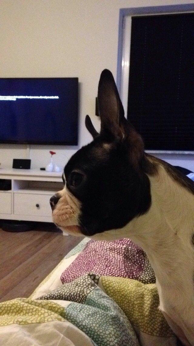 Boston terrier Pusle billede 25