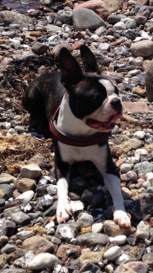 Boston terrier Pusle billede 26