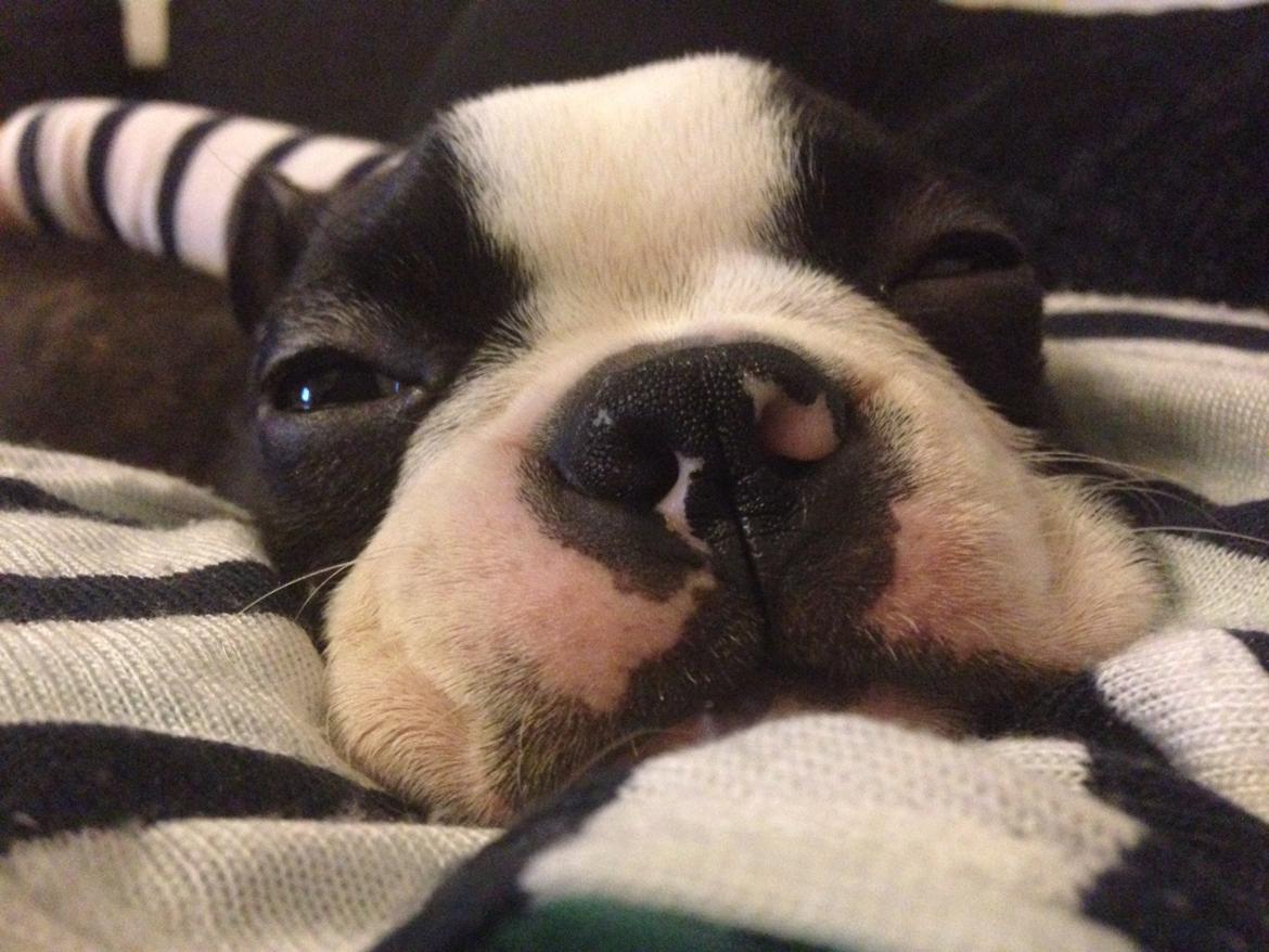 Boston terrier Pusle billede 27