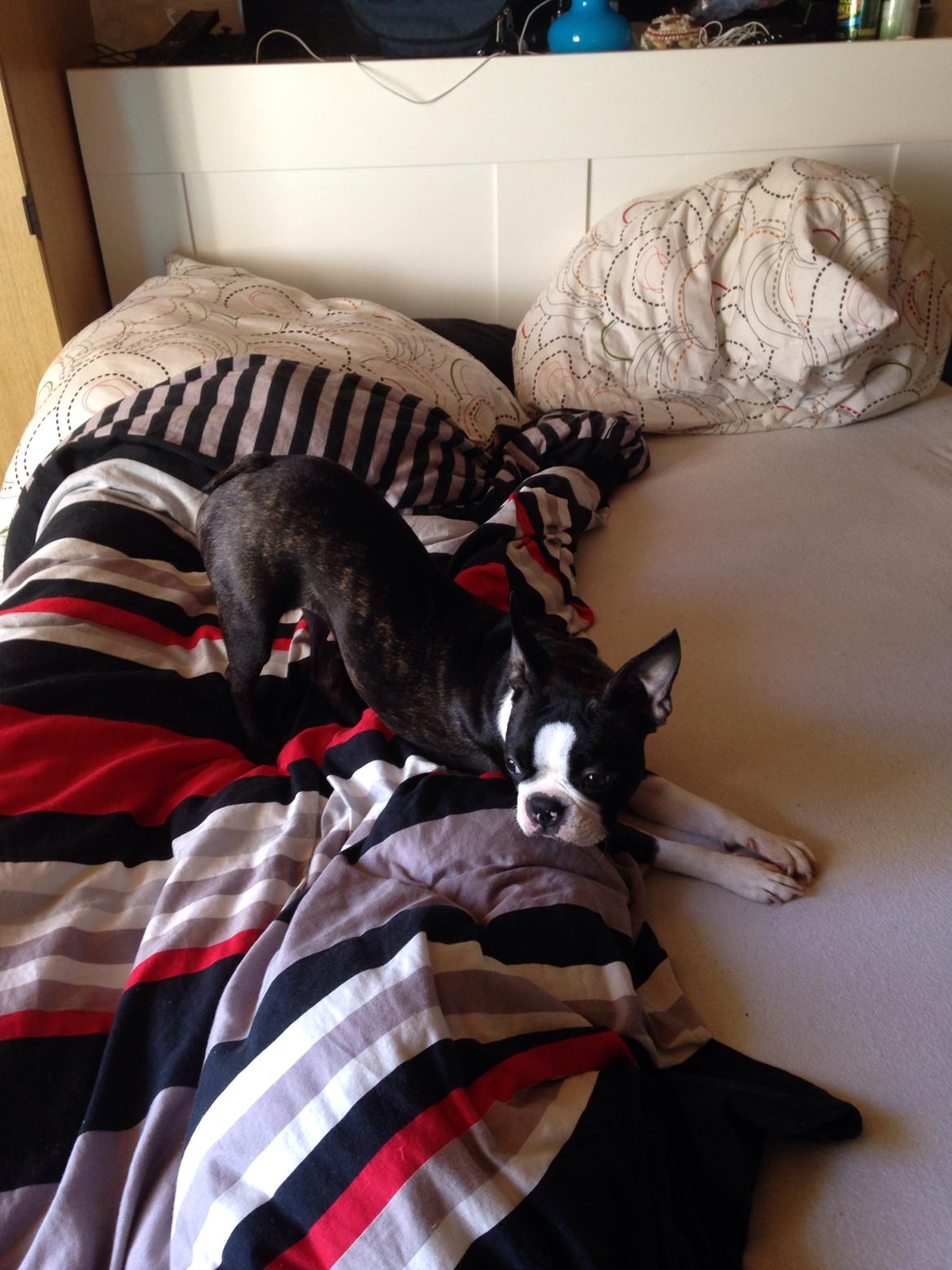 Boston terrier Pusle billede 28