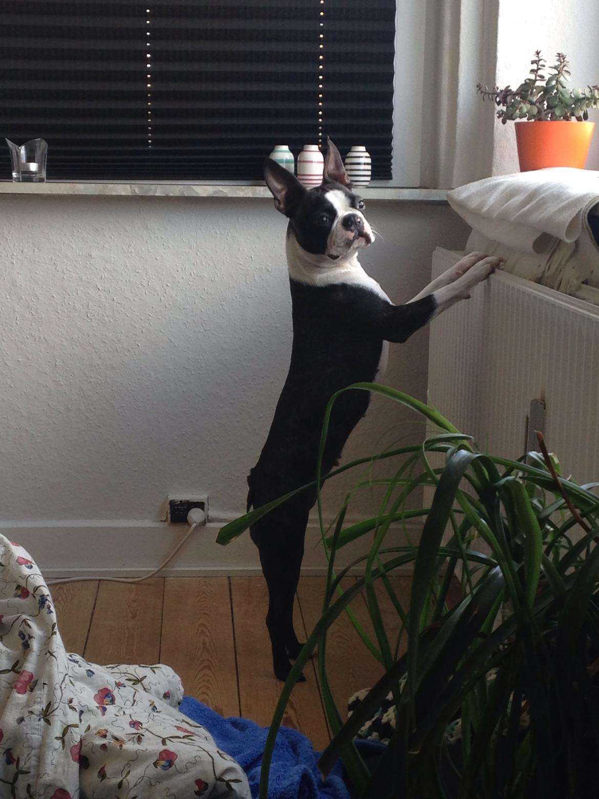 Boston terrier Pusle billede 29