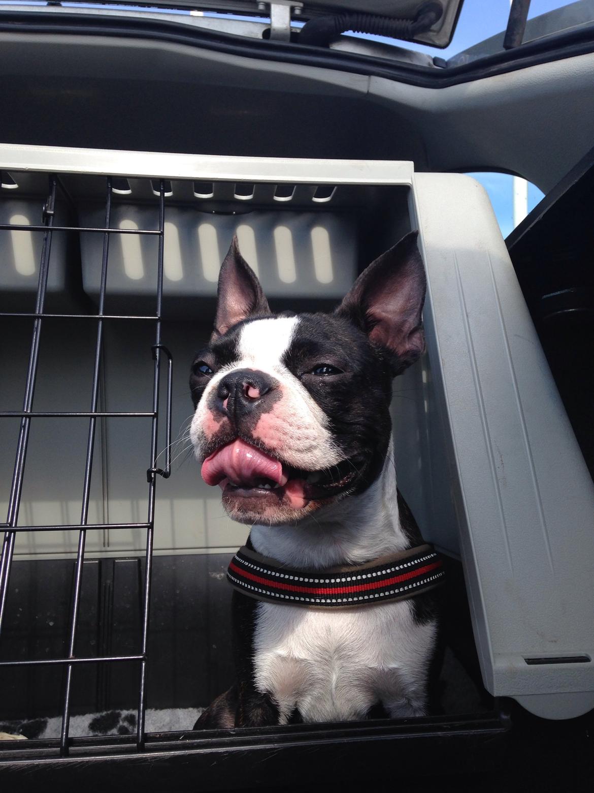 Boston terrier Pusle billede 30
