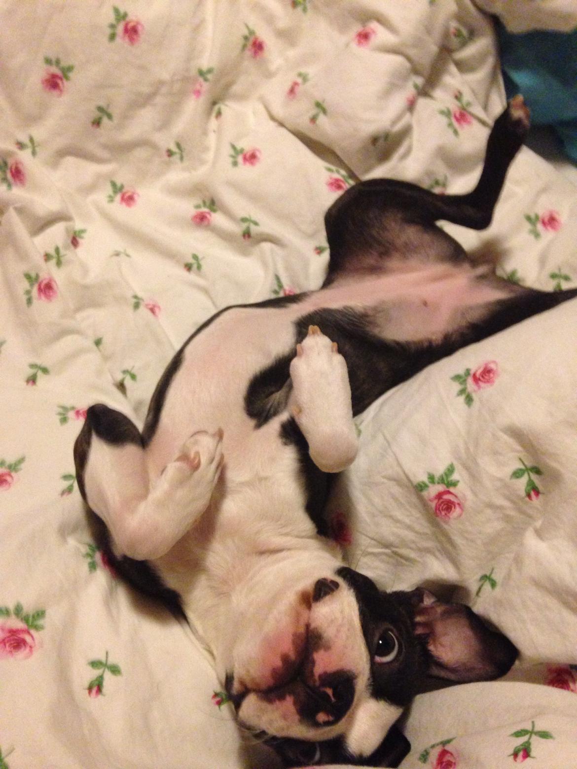 Boston terrier Pusle billede 32