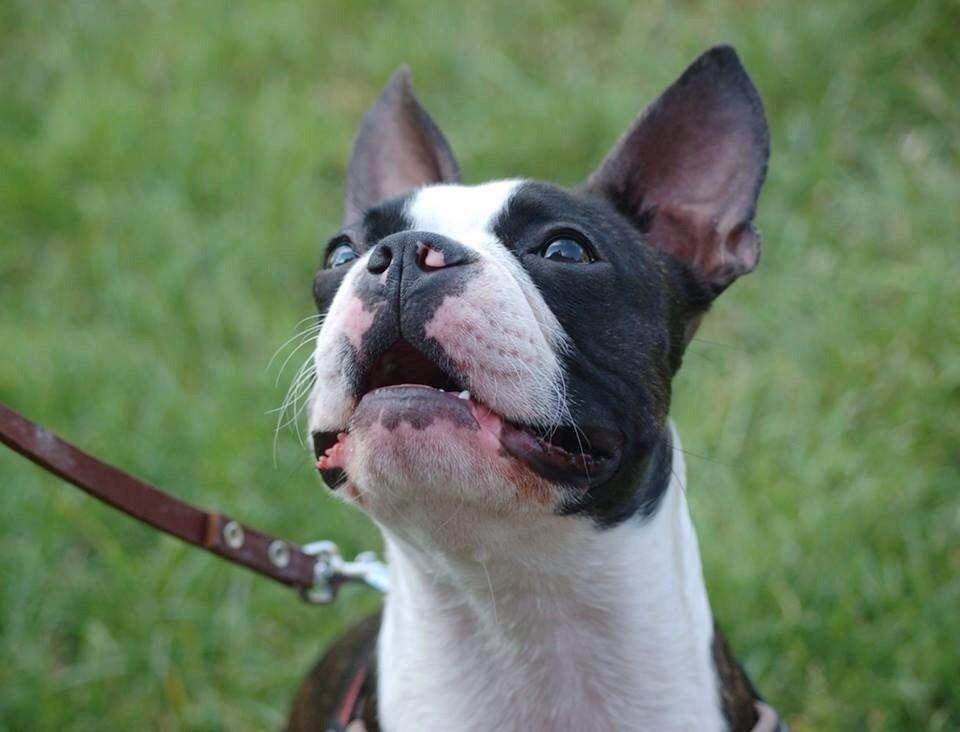 Boston terrier Pusle billede 31