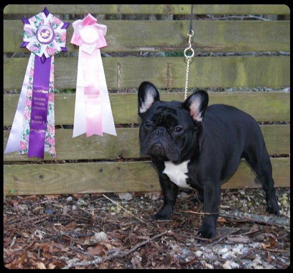 Fransk bulldog Bullystyle's Runway Zensei billede 14