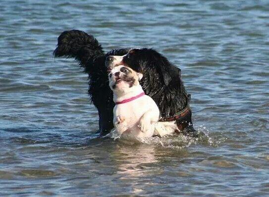 Fransk bulldog Bullystyle's Miss Personality billede 41