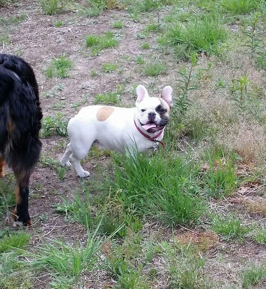 Fransk bulldog Bullystyle's Miss Personality billede 42