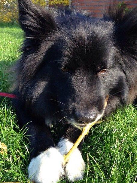 Islandsk fårehund Victor  billede 9