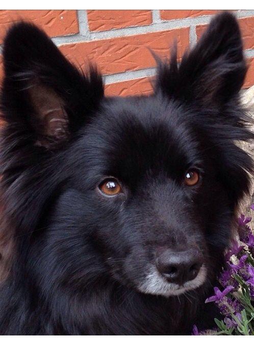 Islandsk fårehund Victor  billede 10