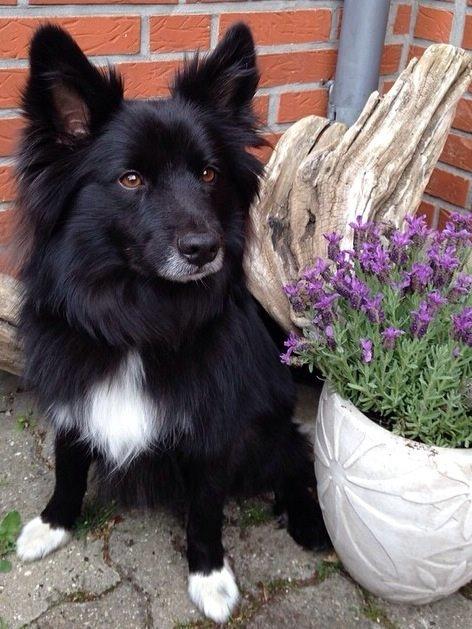 Islandsk fårehund Victor  billede 11