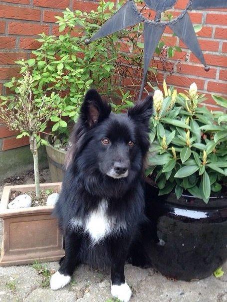 Islandsk fårehund Victor  billede 12