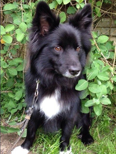 Islandsk fårehund Victor  billede 13