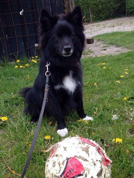 Islandsk fårehund Victor  billede 14