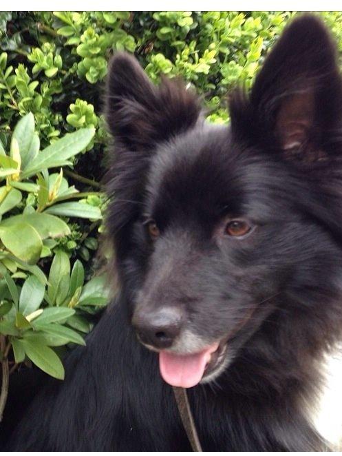 Islandsk fårehund Victor  billede 15