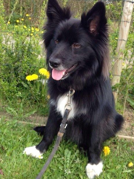 Islandsk fårehund Victor  billede 16