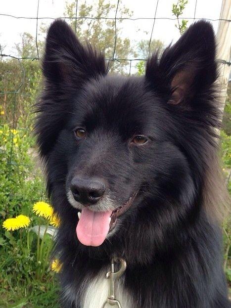 Islandsk fårehund Victor  billede 18