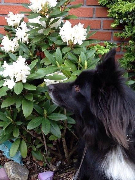 Islandsk fårehund Victor  billede 17