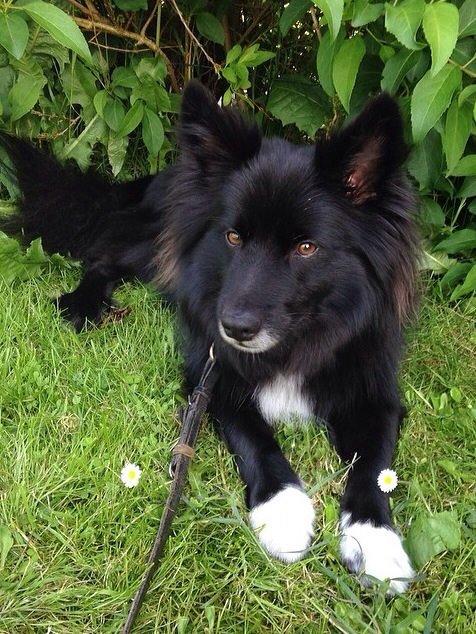 Islandsk fårehund Victor  billede 19