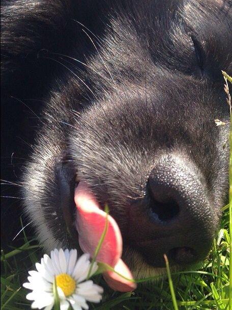 Islandsk fårehund Victor  billede 20