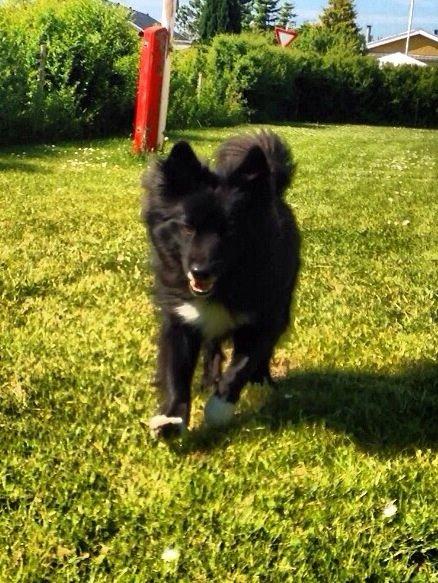 Islandsk fårehund Victor  billede 21