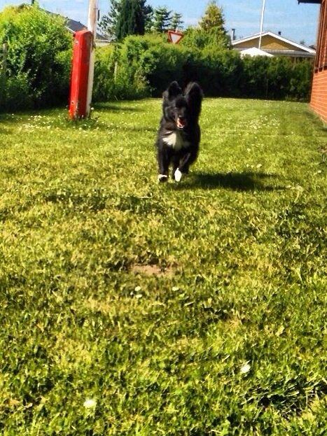 Islandsk fårehund Victor  billede 22