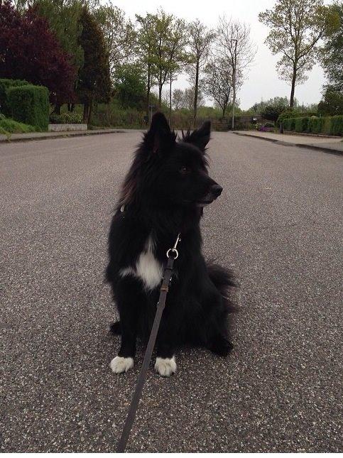 Islandsk fårehund Victor  billede 23