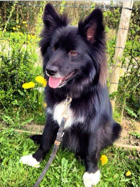 Islandsk fårehund Victor  billede 24