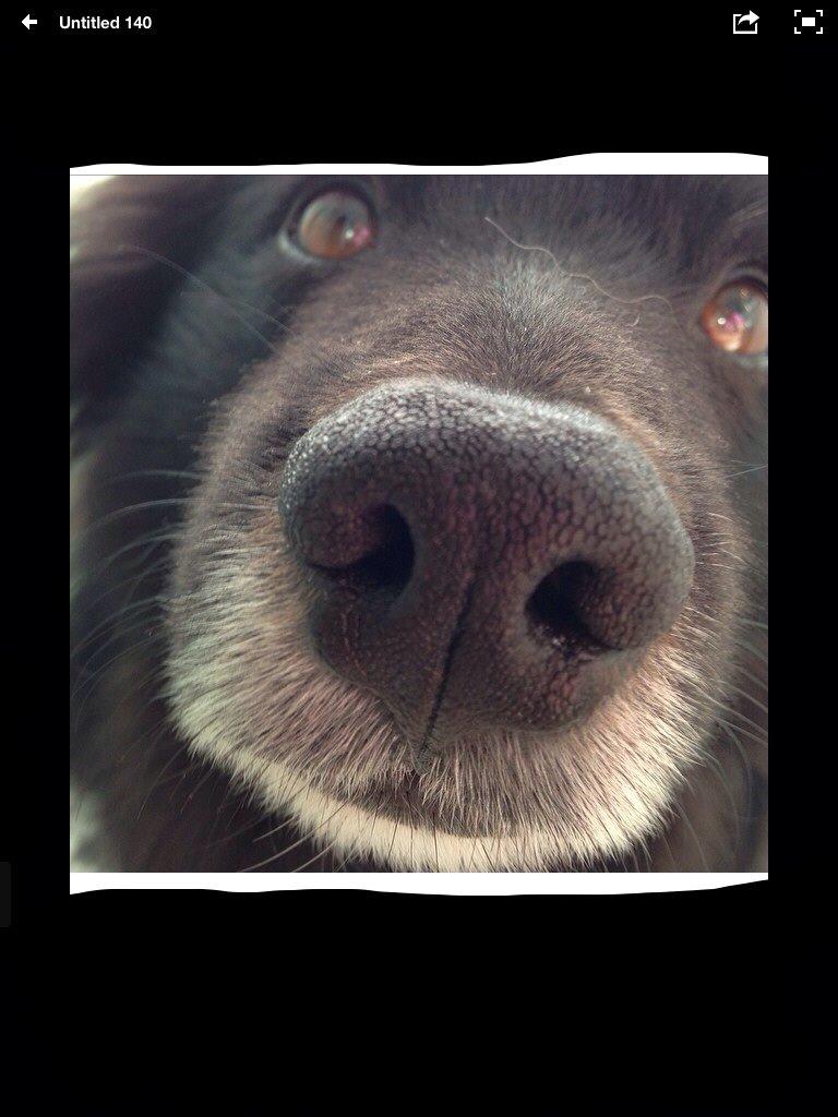 Islandsk fårehund Victor  billede 25