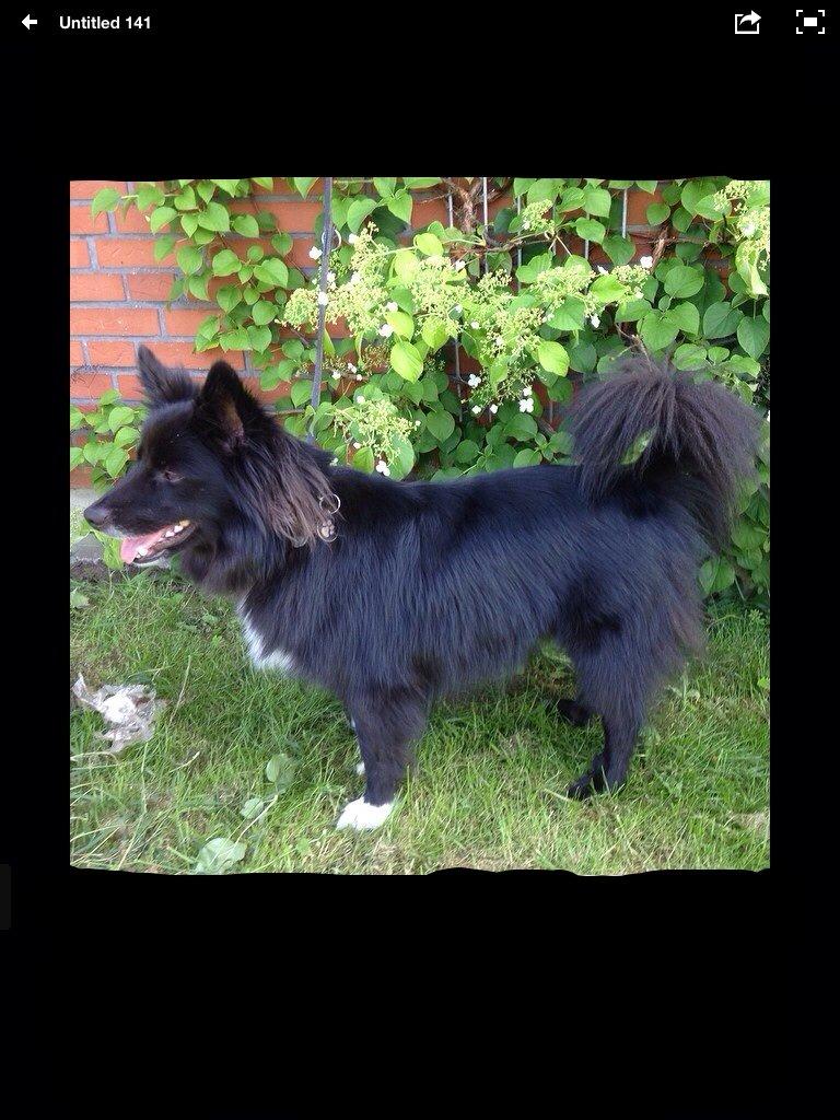 Islandsk fårehund Victor  billede 26