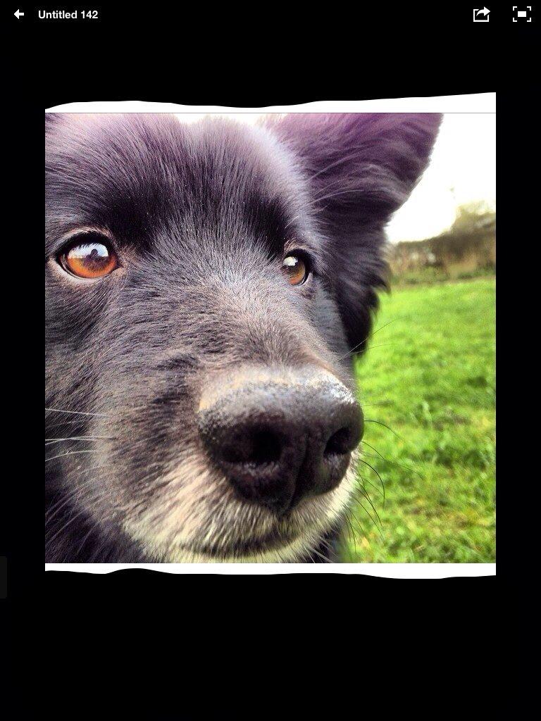 Islandsk fårehund Victor  billede 27