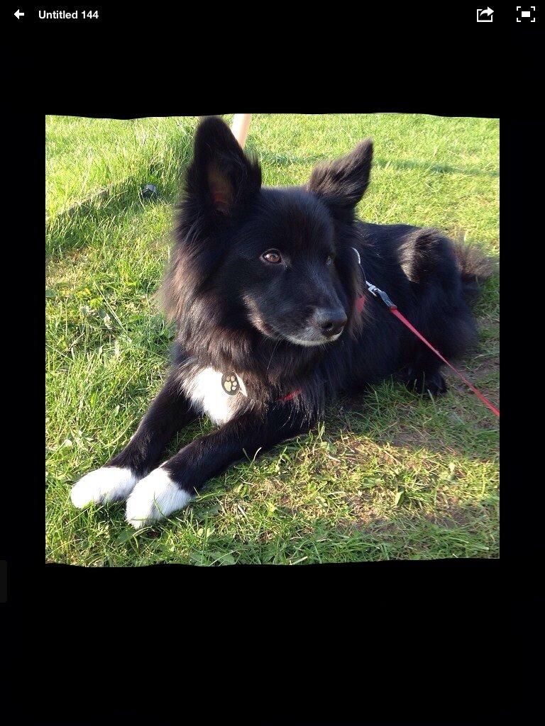 Islandsk fårehund Victor  billede 28