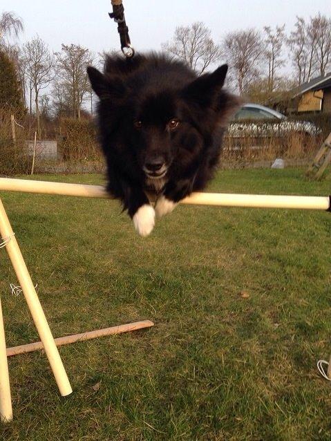 Islandsk fårehund Victor  billede 29